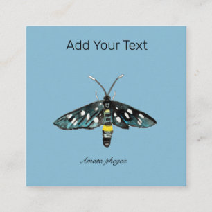 The Nine-Spotted Moth Amata phegea Illustration   Enclosure Card