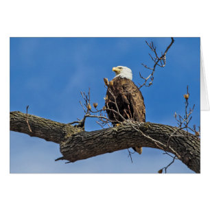 The Noble Bald Eagle