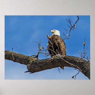 The Noble Bald Eagle Poster