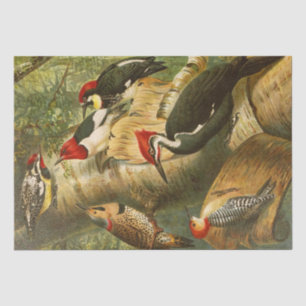 The North American Bird World 1891 illustration Tissue Paper
