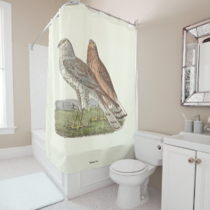 The Northern Harrier (Ring-tailed Hawk) NY Bird