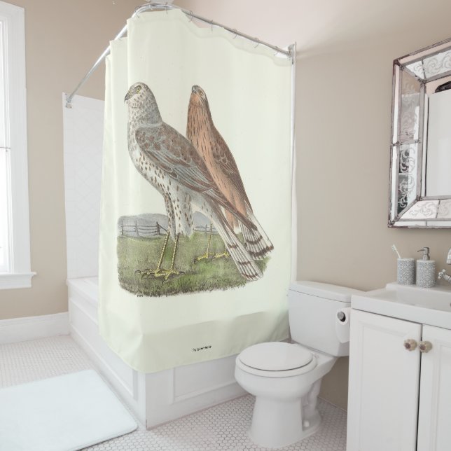The Northern Harrier (Ring-tailed Hawk) NY Bird (In Situ)