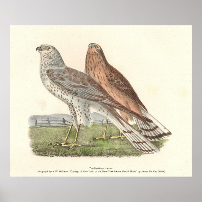 The Northern Harrier (Ring-tailed Hawk) NY Bird Poster (Front)