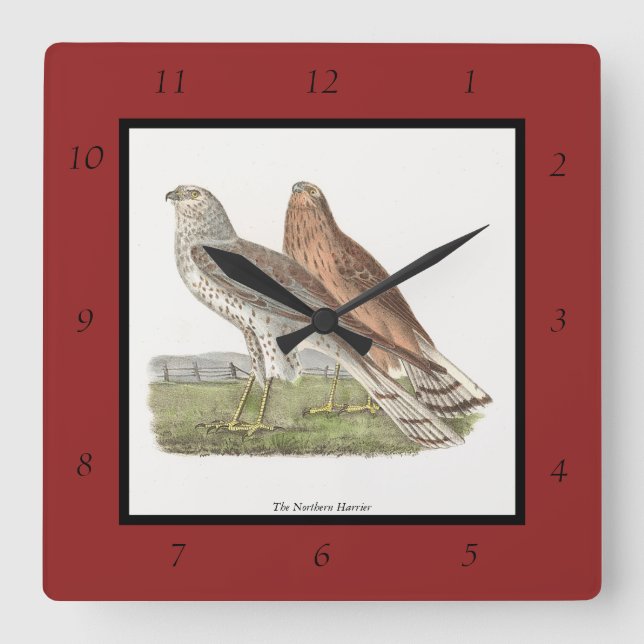 The Northern Harrier (Ring-tailed Hawk) NY Bird Square Wall Clock (Front)