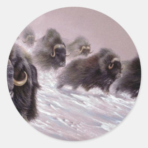 The northlands, Musk Ox Classic Round Sticker