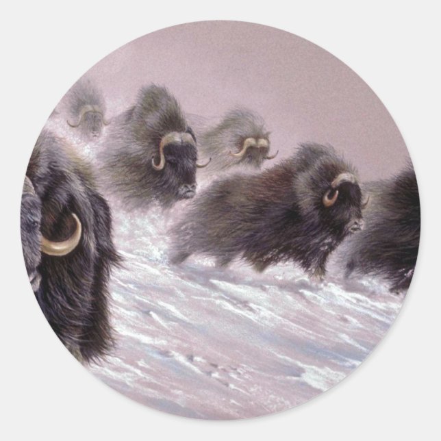 The northlands, Musk Ox Classic Round Sticker (Front)