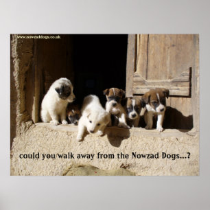 The Nowzad Puppies poster