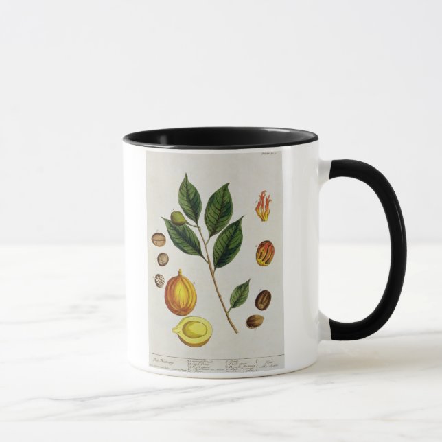 The Nutmeg, plate 353 from 'A Curious Herbal', pub Mug (Right)