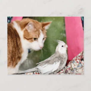 The odd couple postcard