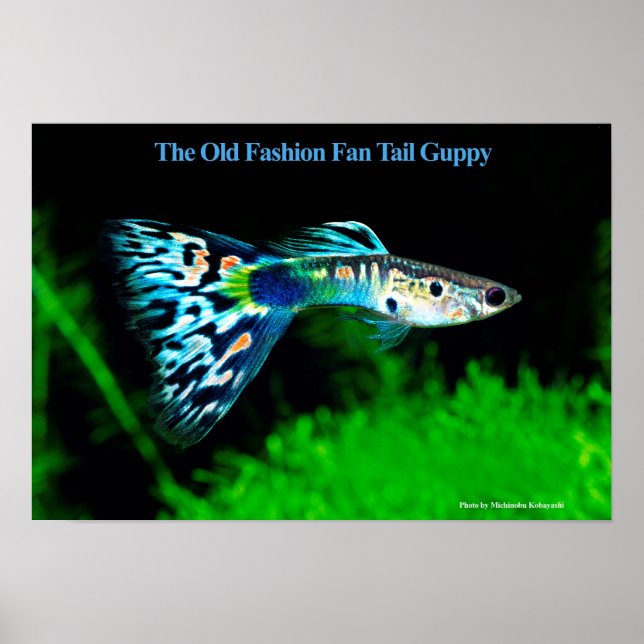 The Old Fashion Fan Tail Guppy のポスター Poster (Front)
