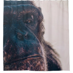 THE OLDEST CHIMPANZEE