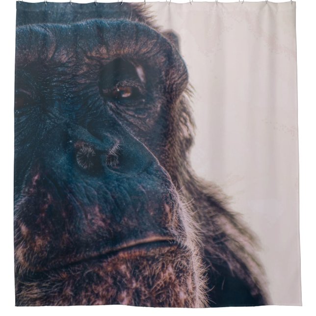 THE OLDEST CHIMPANZEE (Front)
