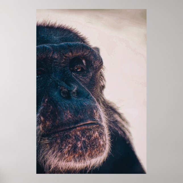 THE OLDEST CHIMPANZEE POSTER (Front)