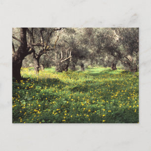 The olive grove postcard