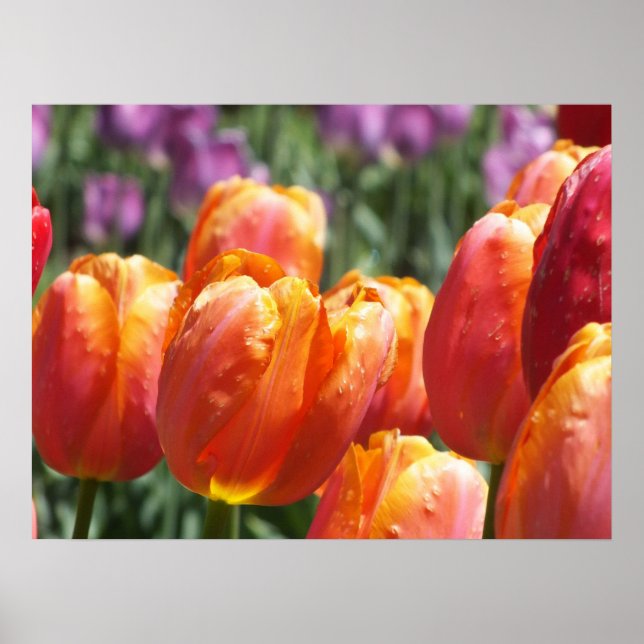 The Orange Tulips Poster (Front)