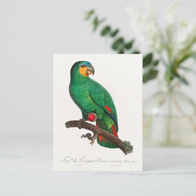 The Orange-Winged Amazon Postcard (Standing Front)