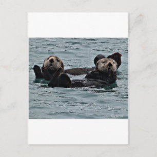 The otter Couple Postcard