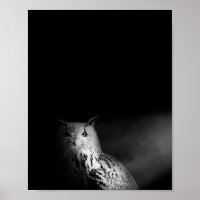 The Owl, black and white, photograph