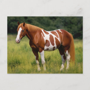 The Paint Horse Postcard