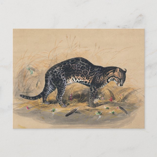 The Painted Ocelot by Joseph Wolf Postcard (Front)