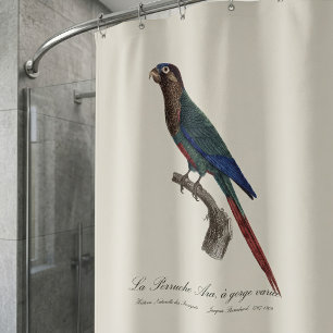 The Painted Parakeet, Pyrrhura Picta