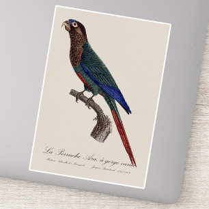 The Painted Parakeet, Pyrrhura Picta