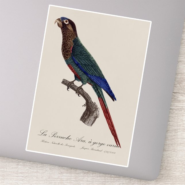 The Painted Parakeet, Pyrrhura Picta (The Painted Parakeet, Pyrrhura Picta. Sticker )
