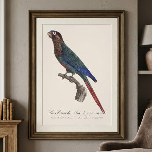 The Painted Parakeet, Pyrrhura Picta Photo Print