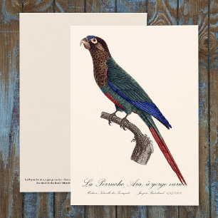 The Painted Parakeet, Pyrrhura Picta Thank You Card