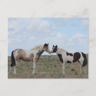 The Paints Postcard
