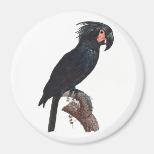 The Palm Cockatoo, Probosciger aterrimus Parrot Magnet