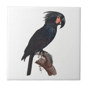 The Palm Cockatoo, Probosciger aterrimus Parrot Tile
