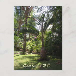 The Palms of Boca Chica Postcard