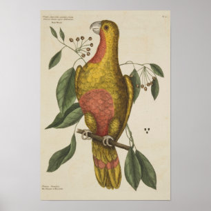 "The Parrot of Paradise" Poster