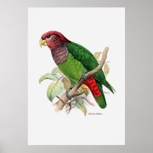 The Parrot Series Two Of Three Poster