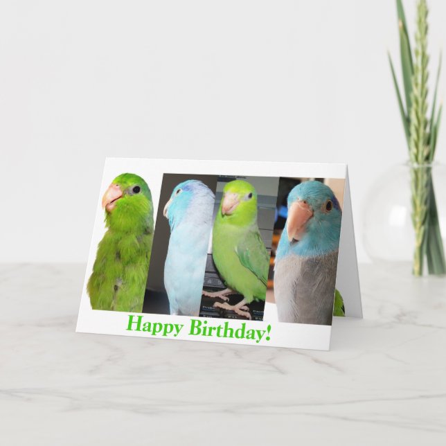 The Parrotlets Happy Birthday Bird Greeting Card (Front)