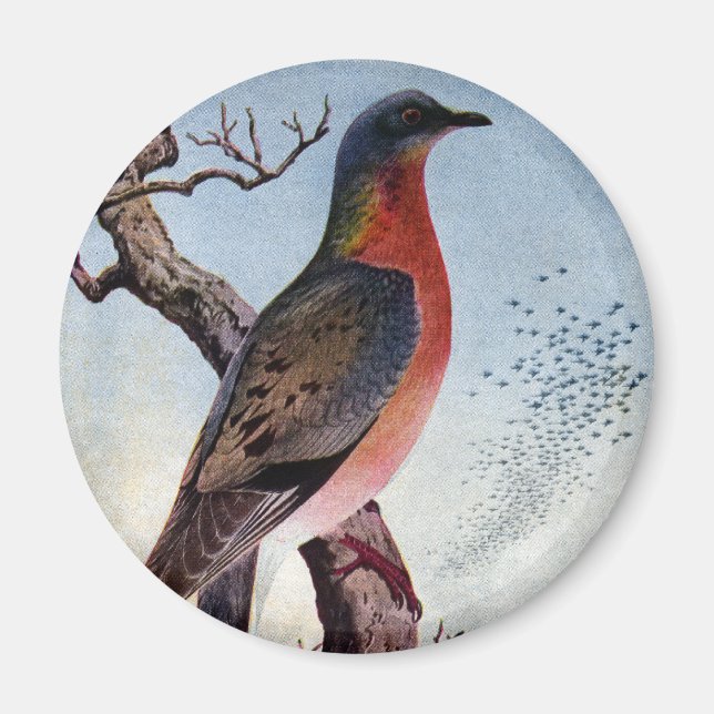 The Passenger Pigeon Magnet (Front)