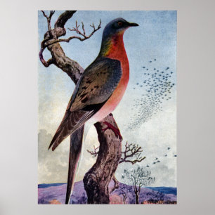 The Passenger Pigeon Poster