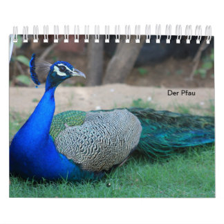 The peacock as a calendar