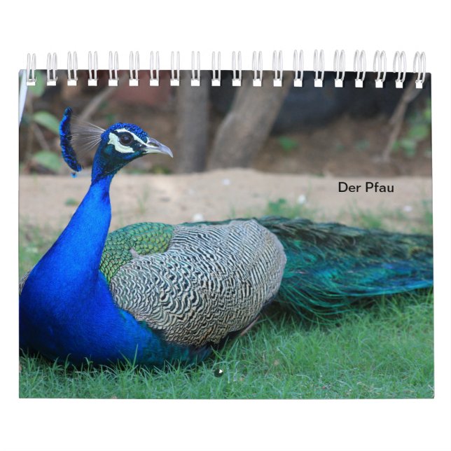 The peacock as a calendar (Cover)