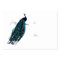 The Peacock Collection Gift Tag