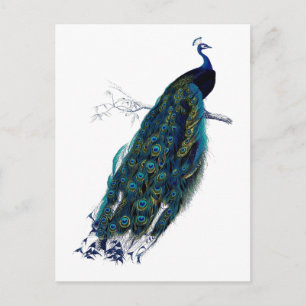 The Peacock Collection Postcard