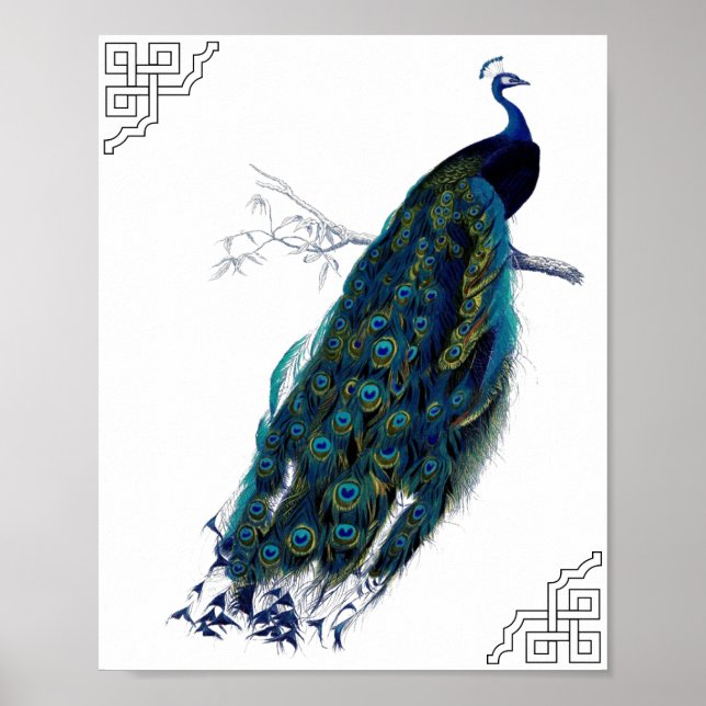 The Peacock Poster (Front)