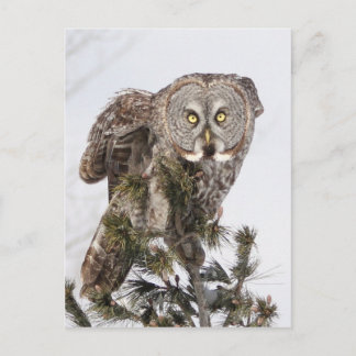 The perching prince.jpg postcard