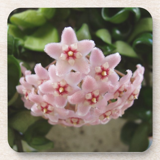 The Perfect African Violet Bloom Coaster Set (Front)