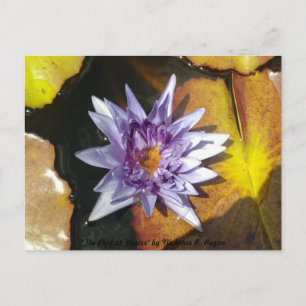 The Perfect Flower Postcard
