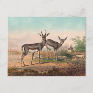 The Persian Gazelle by Joseph Wolf Postcard