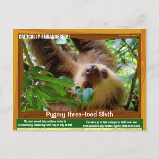 The Pgymy ThreeToed Sloth is critically endangered Postcard