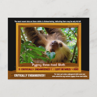 The Pgymy ThreeToed Sloth is critically endangered Postcard