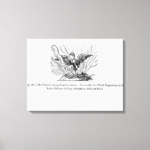 The Phoenix rising from his ashes Canvas Print